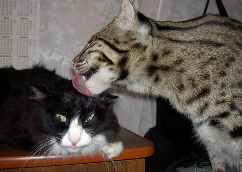 篮网惊天逆转猛龙,文班亚马末节封神成关键先生