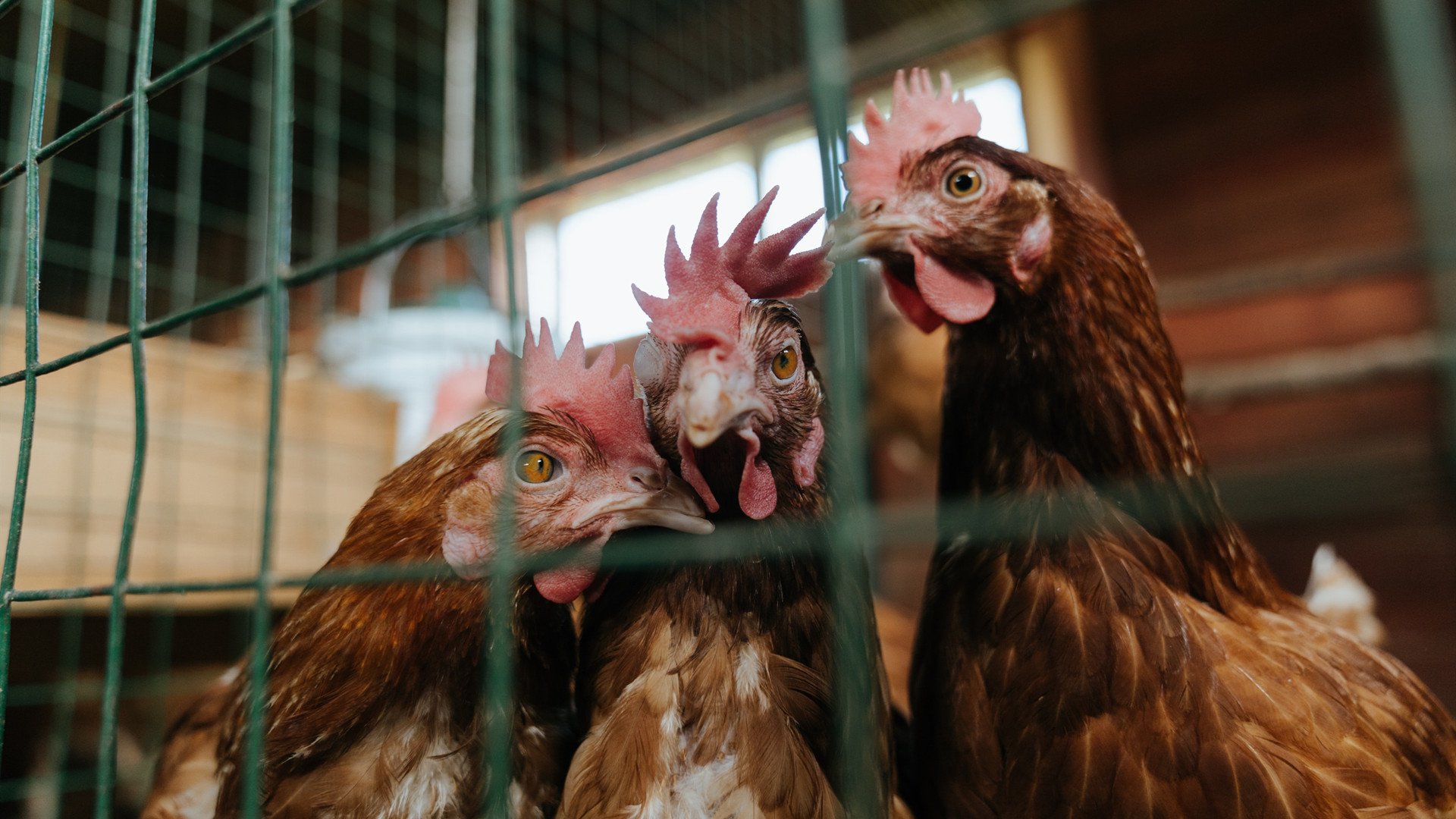 欧冠半决赛之夜,伊布以王者之姿带动全队节奏